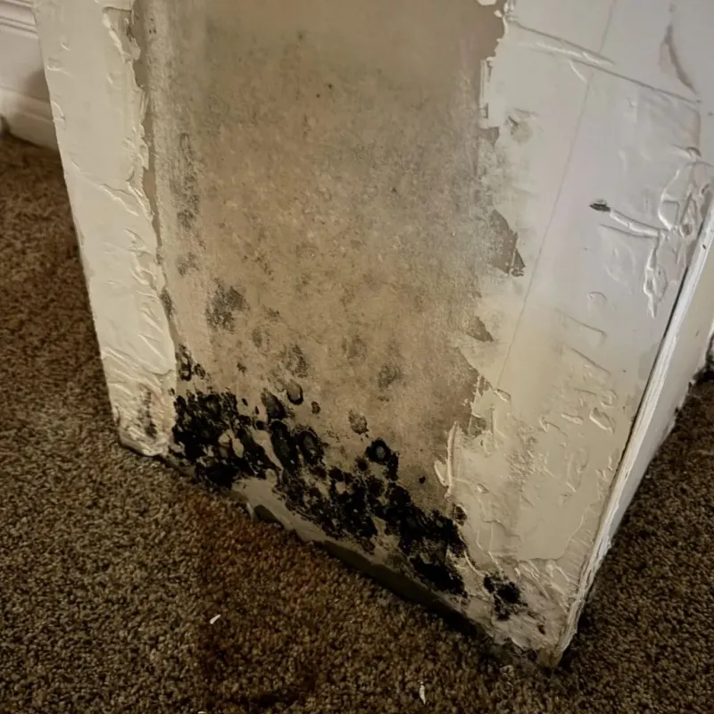 Professional Mold Removal in Burt County, NE